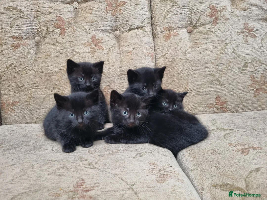 Mixed Breed cats for sale: Kittens for sale  in King's Lynn - Advert 2
