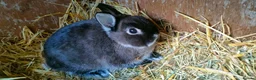 Netherland Dwarf rabbits for sale: Cute, diddy, young Netherland Dwarves 2girls 1 boy in Bury - Advert 10