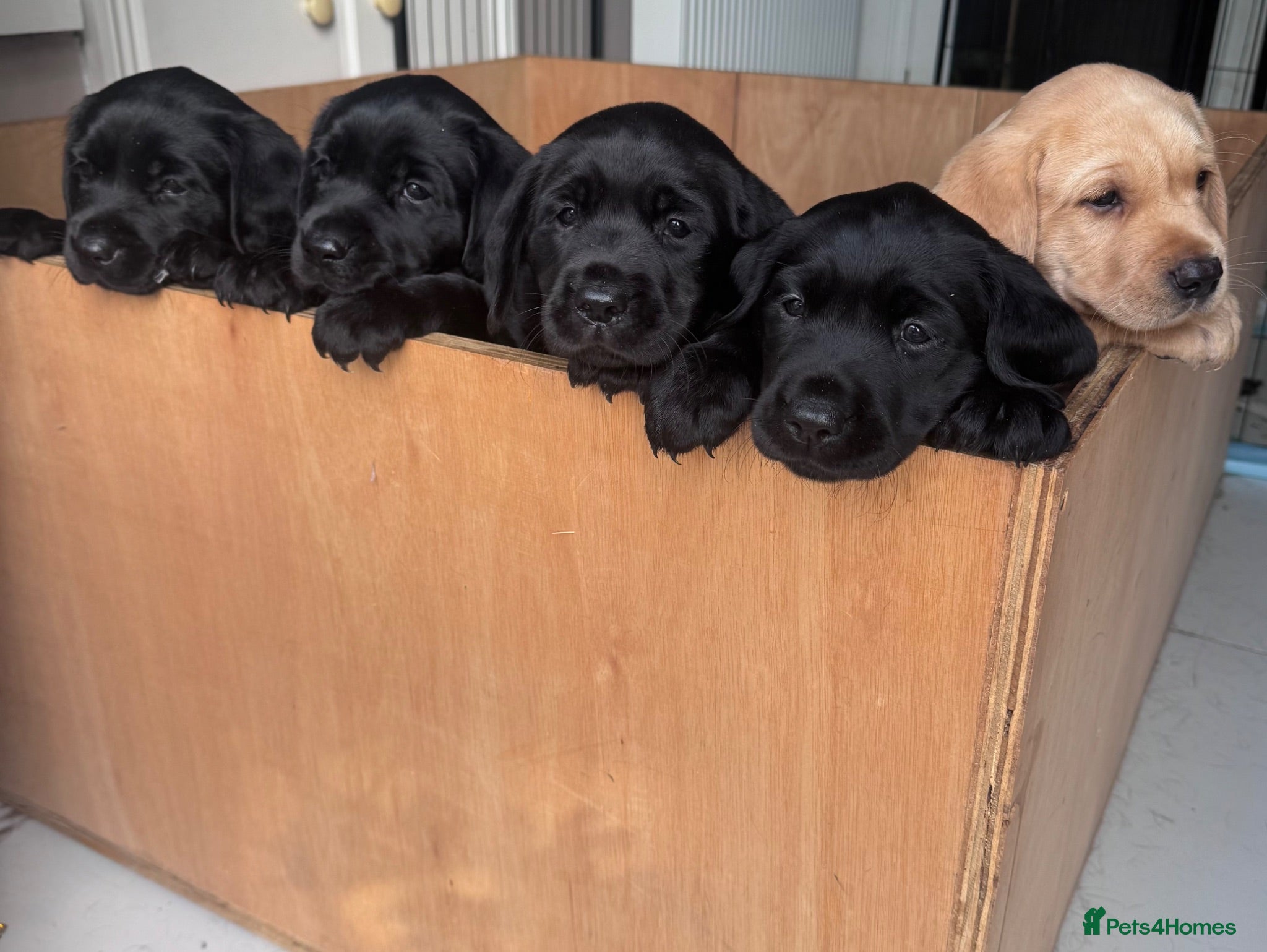 Labrador Retriever dogs Superb black/fox KC pedigree puppies- many FTCH - Advert 1