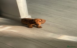 Miniature Dachshund dogs for sale: “Urgent homes needed! – Miniature Dashchunds - Image 11