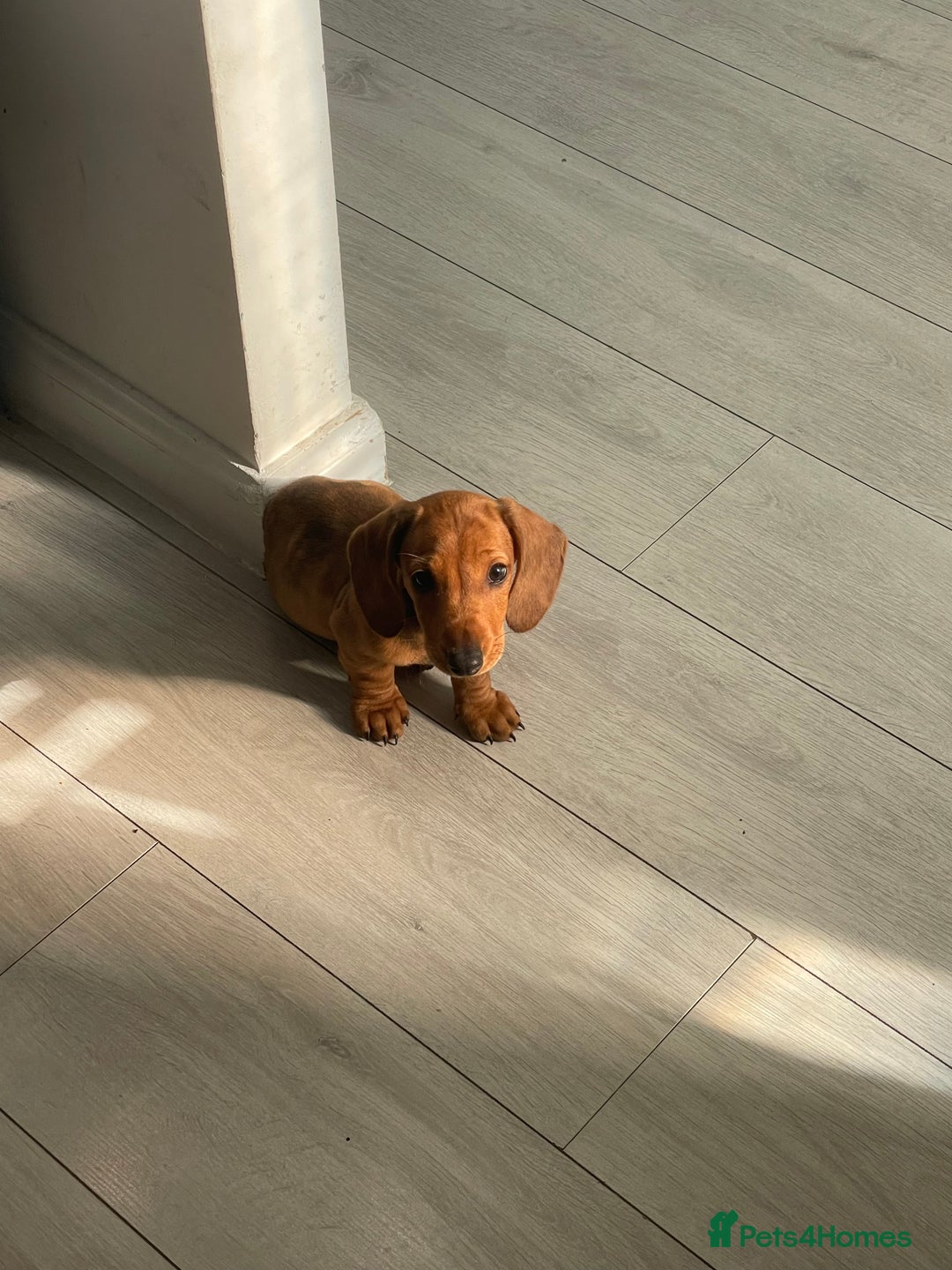 Miniature Dachshund dogs for sale: “Urgent homes needed! – Miniature Dashchunds - Image 11
