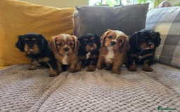 Cavalier King Charles Spaniel dogs for sale: ALL RESERVED in Shrewsbury - Image 20