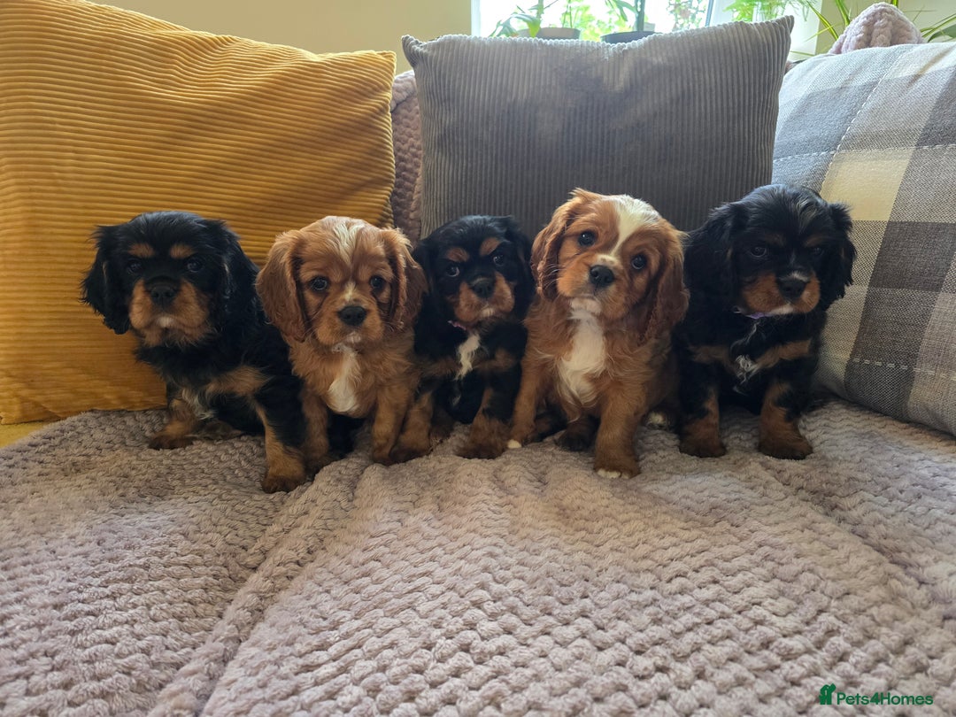 Cavalier King Charles Spaniel dogs for sale: ALL RESERVED in Shrewsbury - Image 20