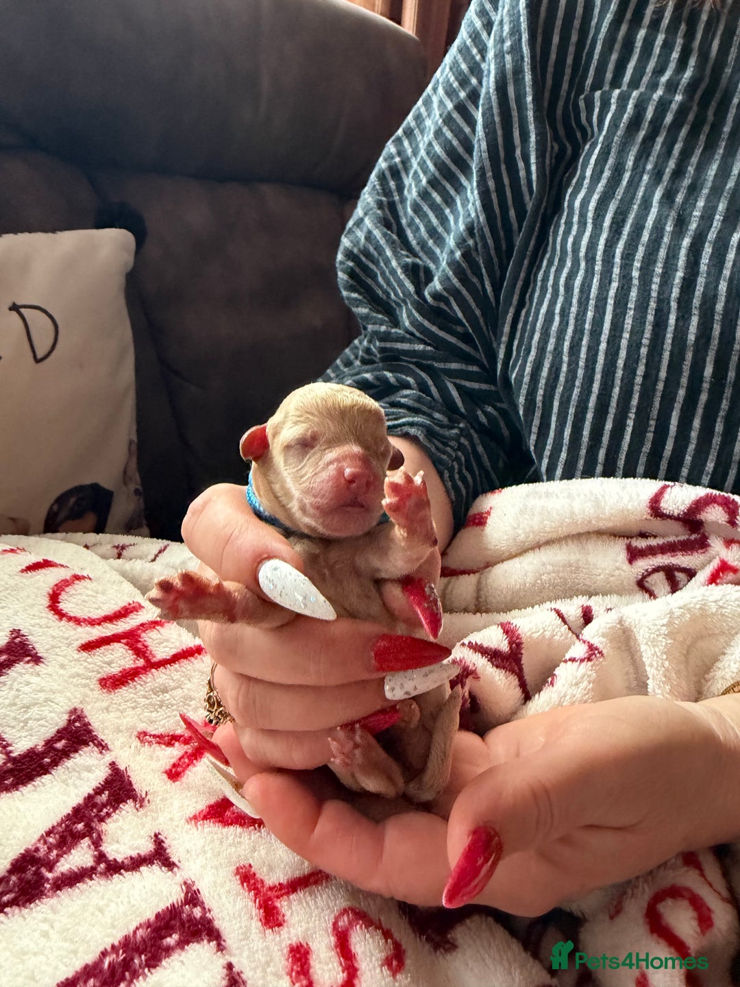 Toy Poodle dogs for sale: Adorable Tiny Toy Poodles - Advert 5