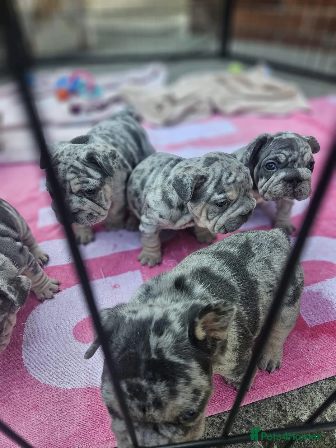 French Bulldog dogs for stud: TINY 8kg VELVET BOY FOR STUD - Advert 7