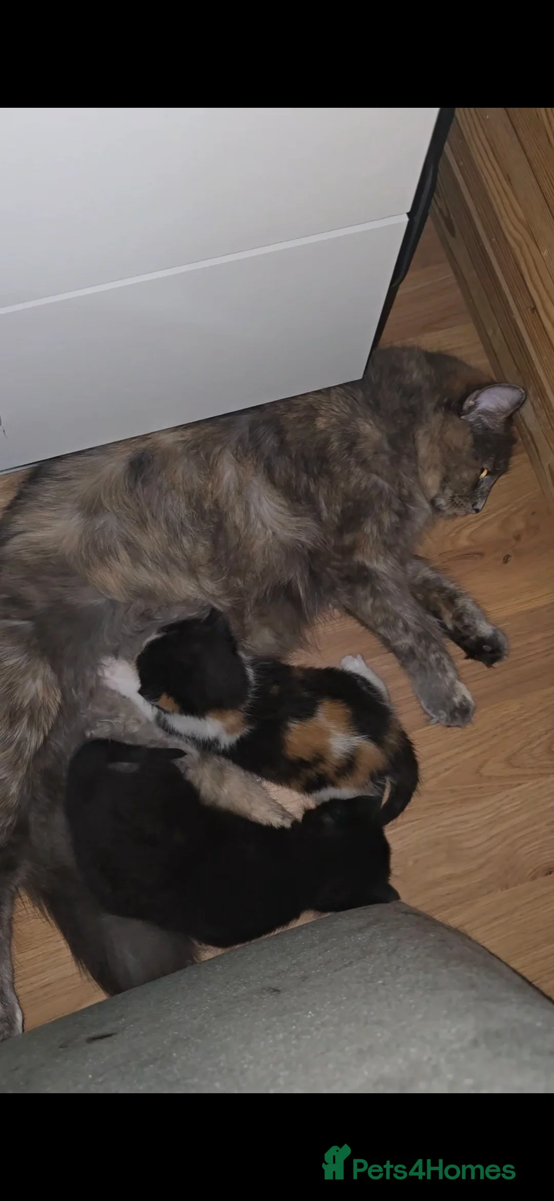 Mixed Breed cats for sale: Ragdoll mixed kitten  - Advert 5