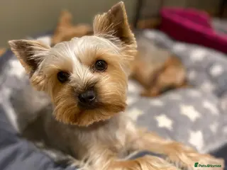 Yorkshire Terrier dogs KC Reg Female Yorkshire Terrier - Advert 1