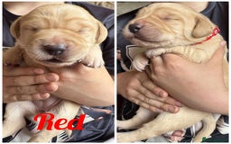 Labradoodle dogs for sale: Labradoodle puppies  - Image 9