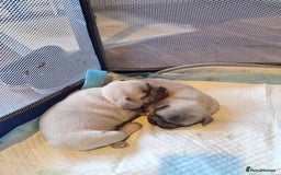 French Bulldog dogs for sale: Platinum cream velvet french bulldogpup 4 week old - Image 9
