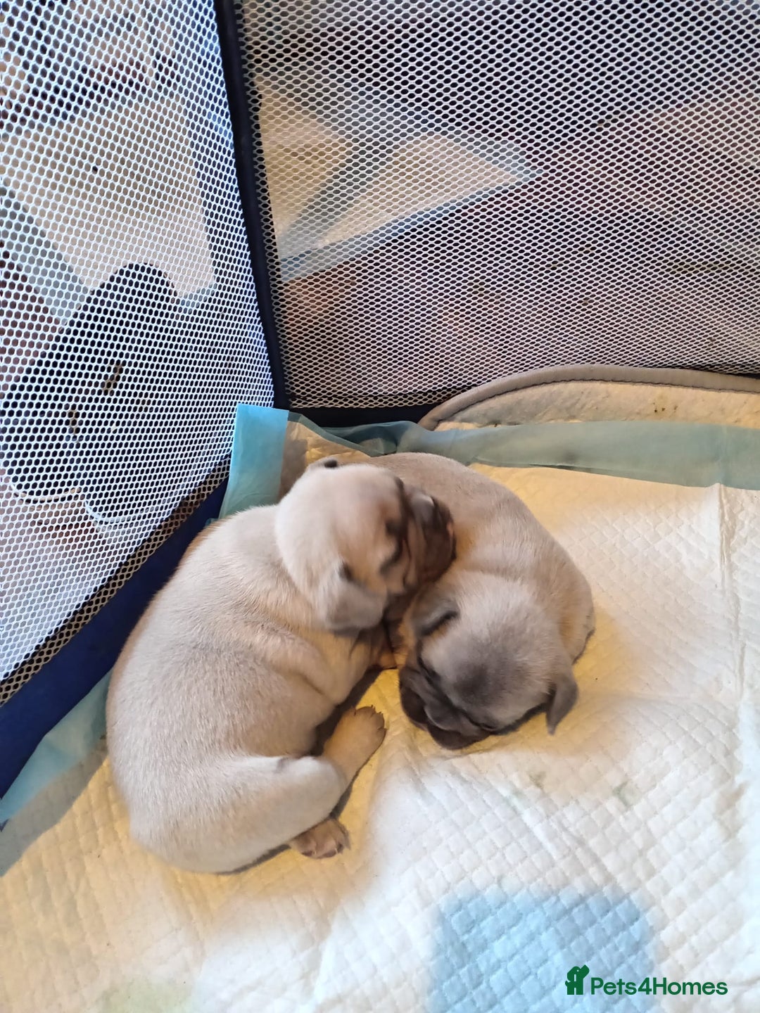 French Bulldog dogs for sale: Platinum cream velvet french bulldogpup 4 week old - Image 9
