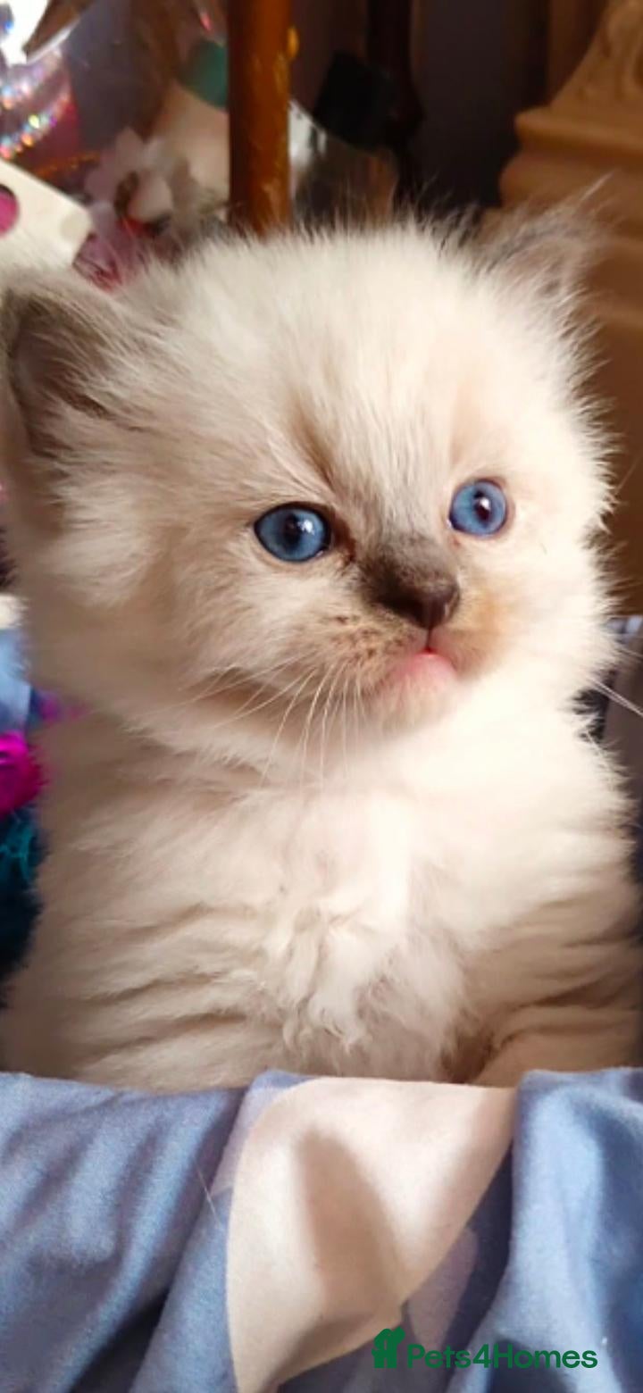 Ragdoll cats kittens - Advert 1