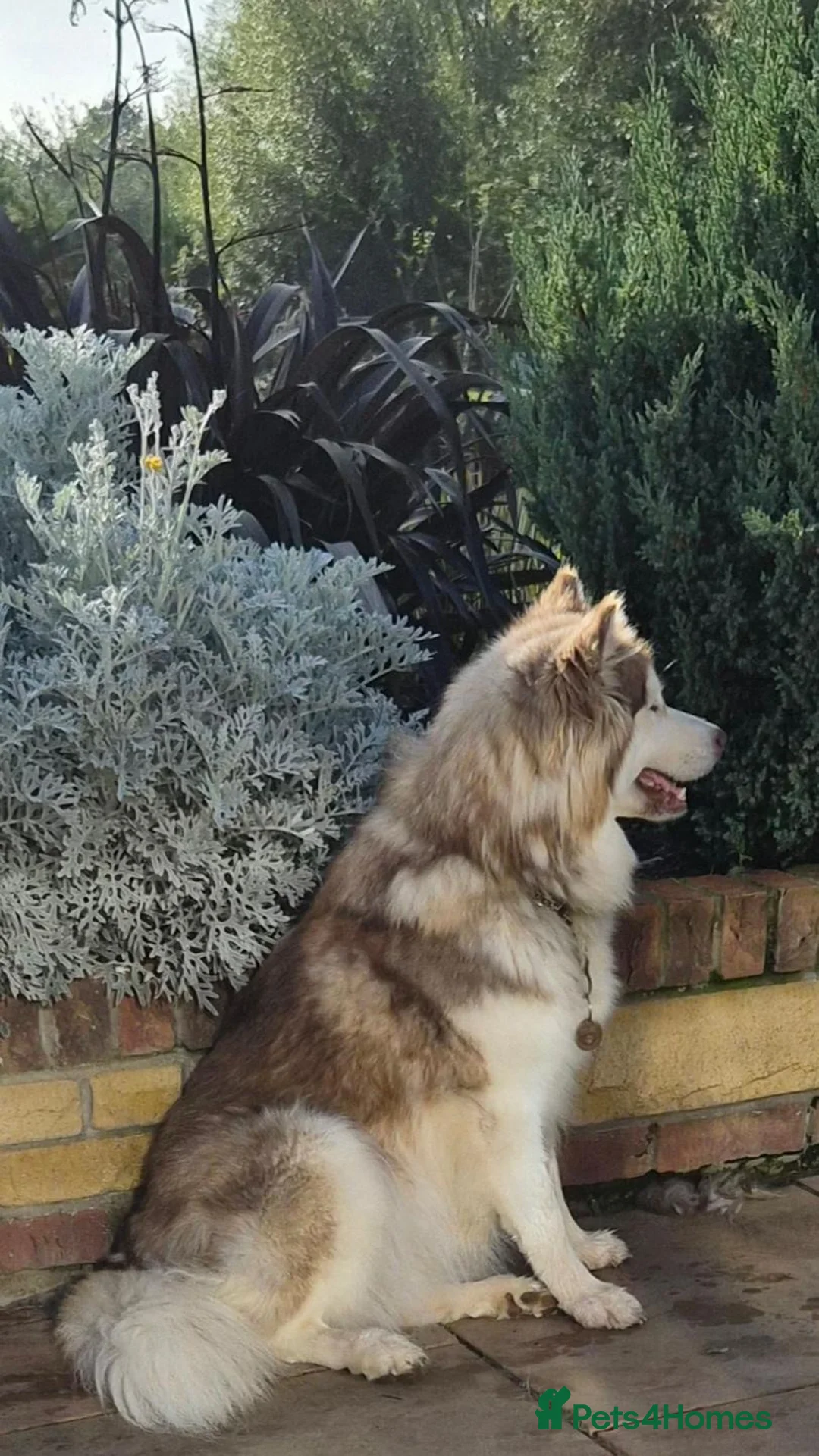 Alaskan Malamute dogs for sale: Pedigree Alaskan Malamutes Puppies - Advert 8
