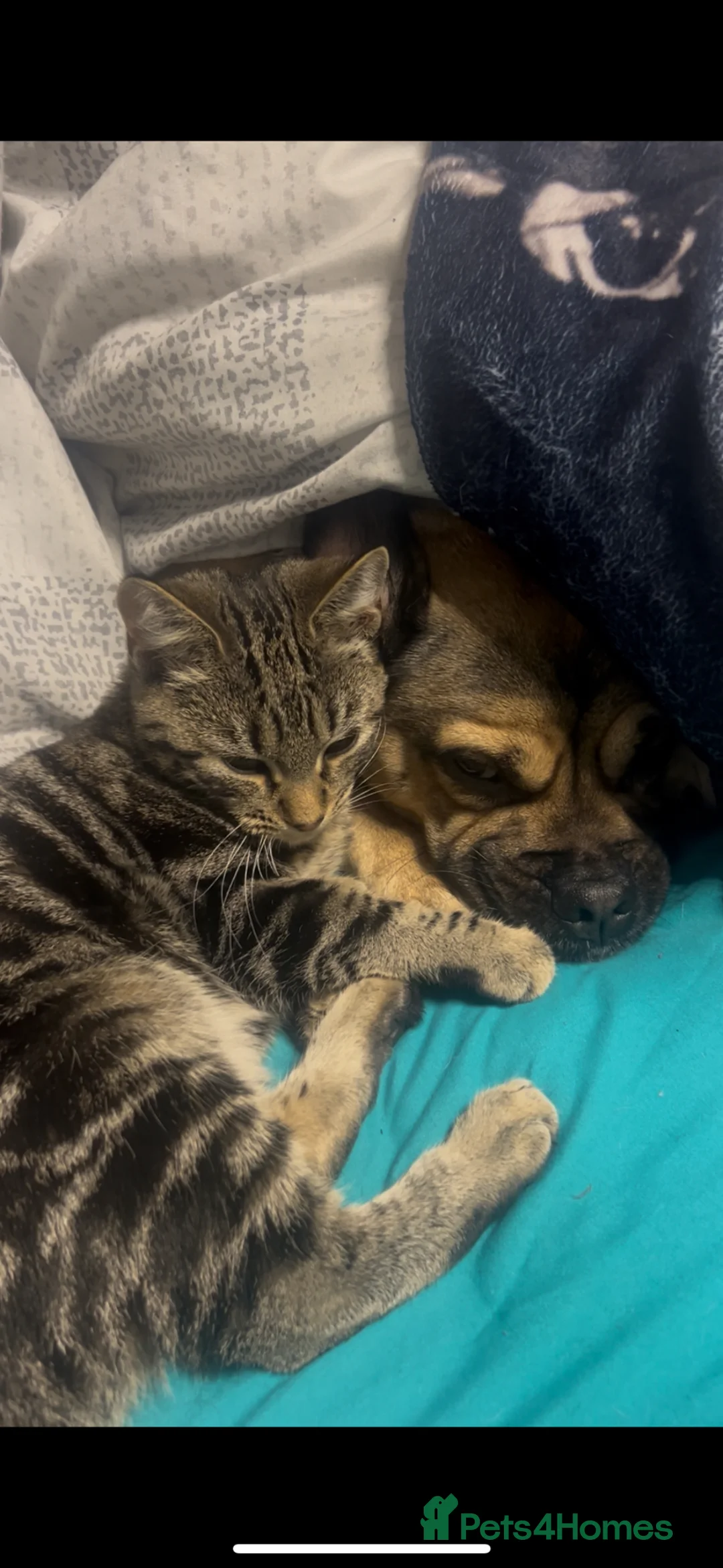 Jug dogs for sale: sweet dog looking for loving forever home in Stoke-on-Trent - Advert 2