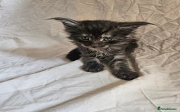 Maine Coon cats for sale: Black Smoke Kittens - Image 3