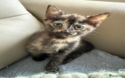 Domestic Shorthair cats for sale: Gorgeous kittens - Image 10