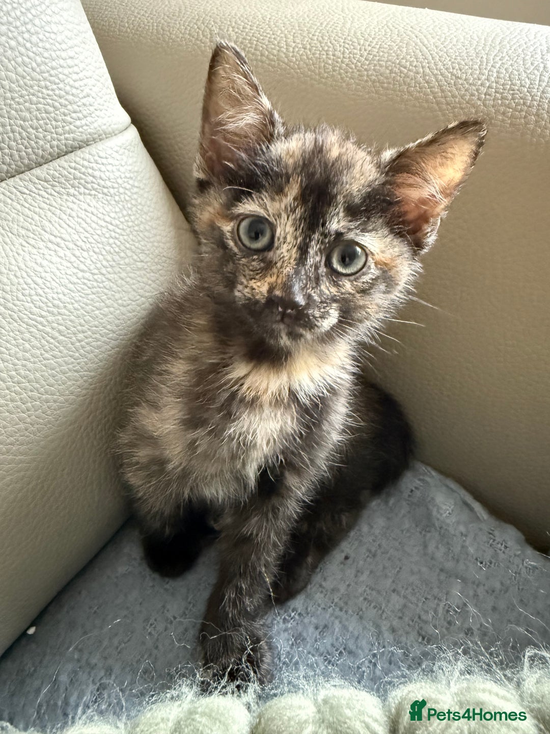Domestic Shorthair cats for sale: Gorgeous kittens - Image 10