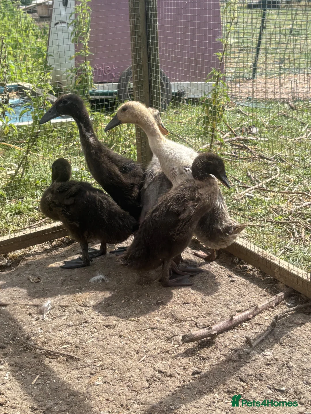 Ducks poultry for sale: Runner ducklings  - Advert 2