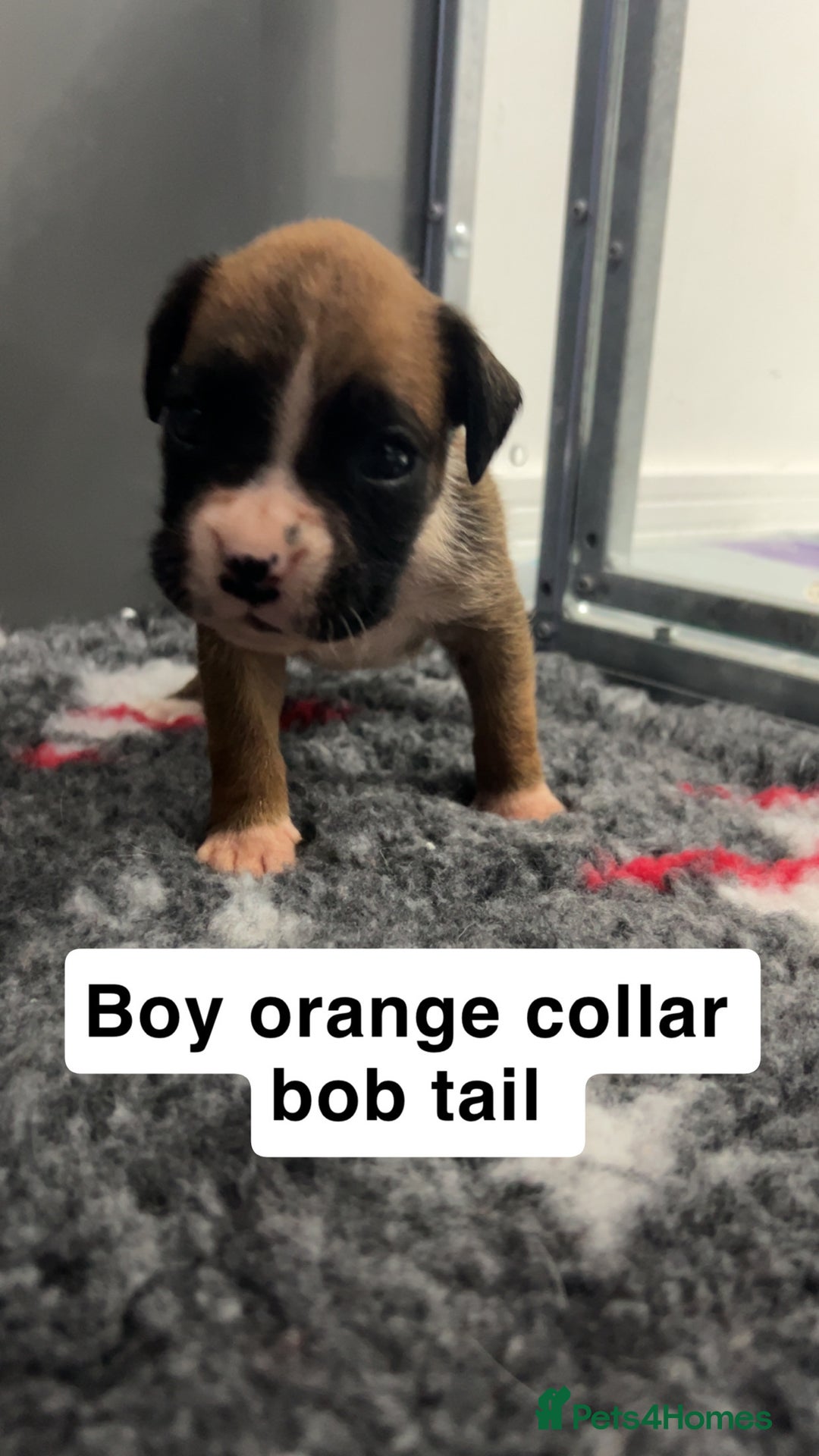 Boxer dogs for sale: Kc registered boxer puppies  - Advert 27