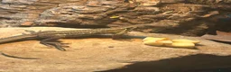 Lizard reptiles for sale: RARE Vietnamese Butterfly Agamas  - Advert 7
