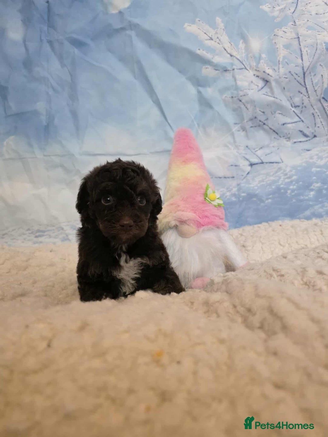 Miniature Poodle dogs for sale: One wee boy 💙READY NOW  - Advert 3