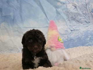 Miniature Poodle dogs Miniture poodle babies - Advert 2