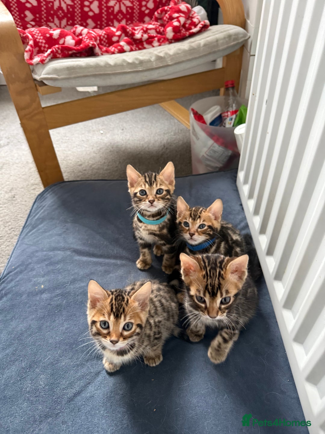 Bengal cats for sale: 6 Stunning Bengal kittens - Image 4