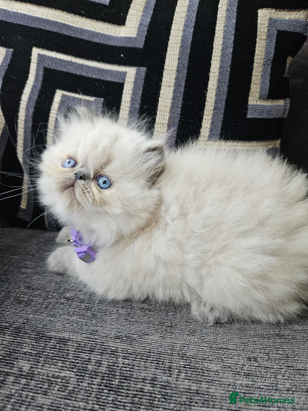 Persian cats for stud: PKD Clear Proven Persian Stud  - Advert 10