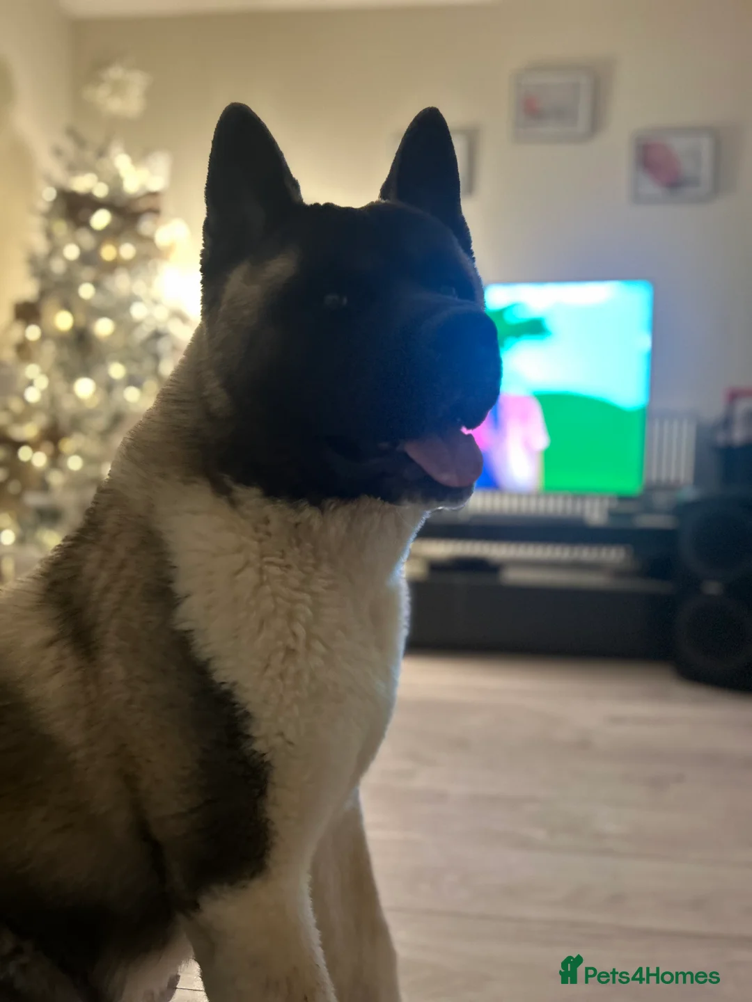 Akita dogs for stud: American Akita For Stud - Advert 2