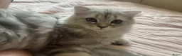 Scottish Fold cats for sale: Scottish Fold/Straight - Advert 6