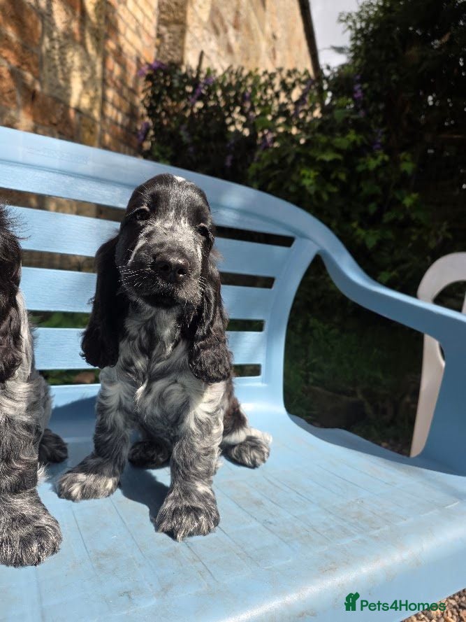 Cocker Spaniel dogs Blue Roan Male Puppy - Advert 1