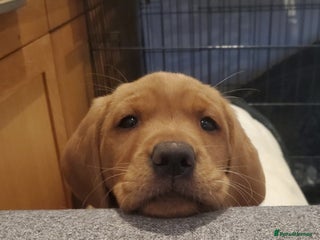 Labrador Retriever dogs Fox Red bitch pup available - Advert 15