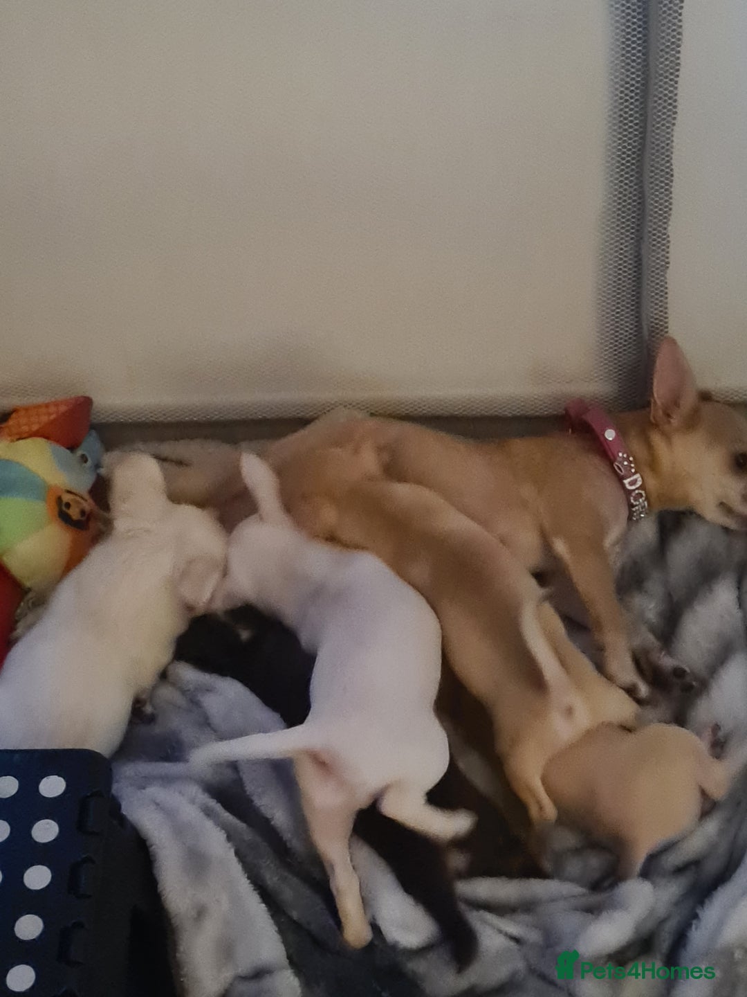 Chihuahua dogs for sale: 1 little boy left - Image 5