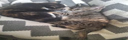 Mixed Breed cats for sale: 3 little boys and 1 girl  - Advert 20