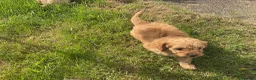 Cavapoo dogs for sale: Absolutely gorgeous Cavapoo puppies  in Umberleigh - Advert 13