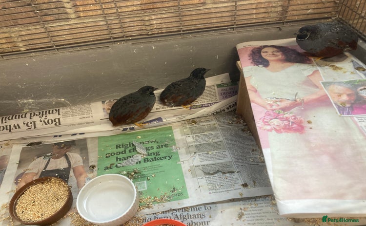 Quail poultry - Advert 3