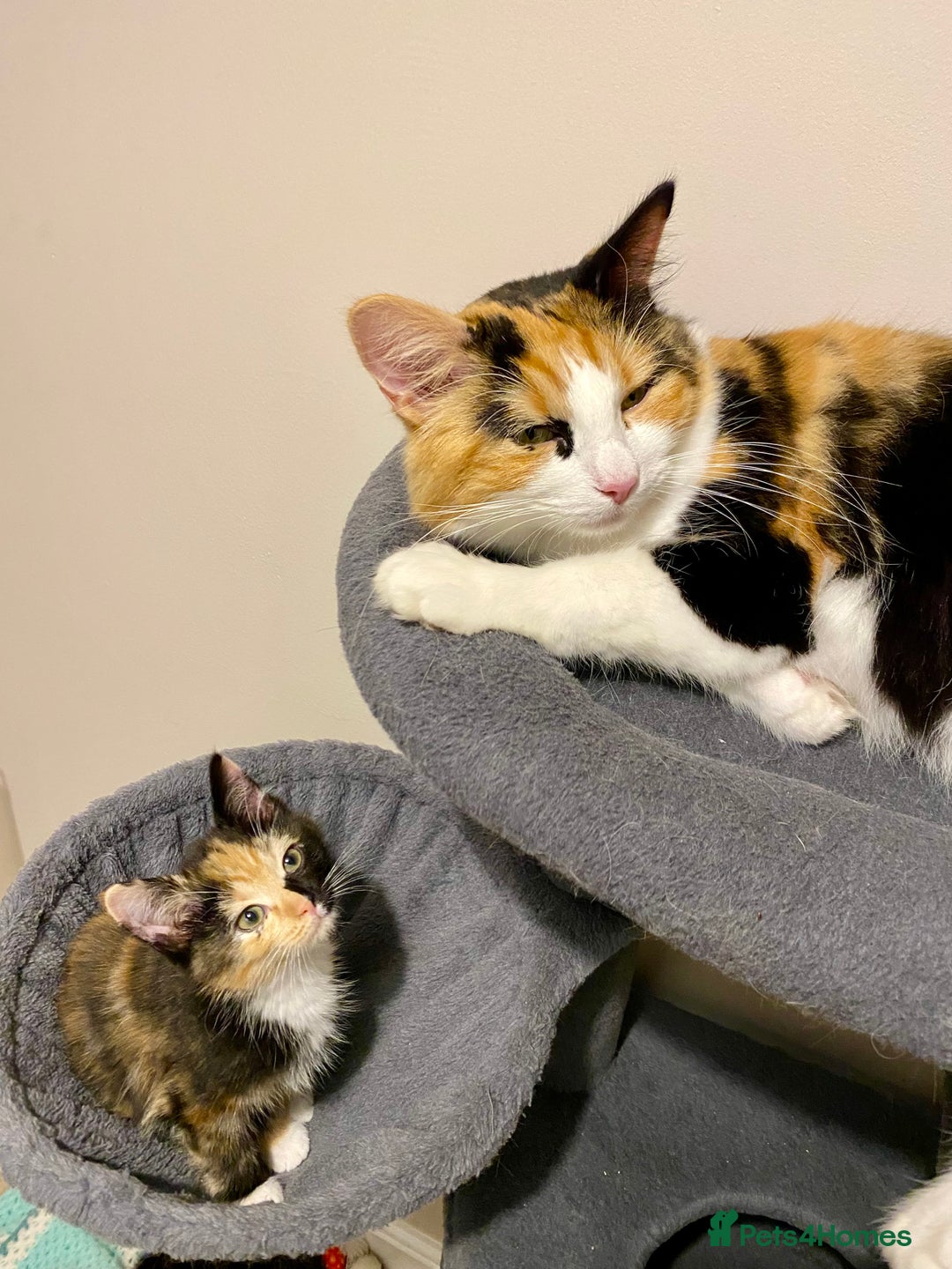 Domestic Shorthair cats for sale: Domestic Shorthair X Ragdoll Cross - Advert 5