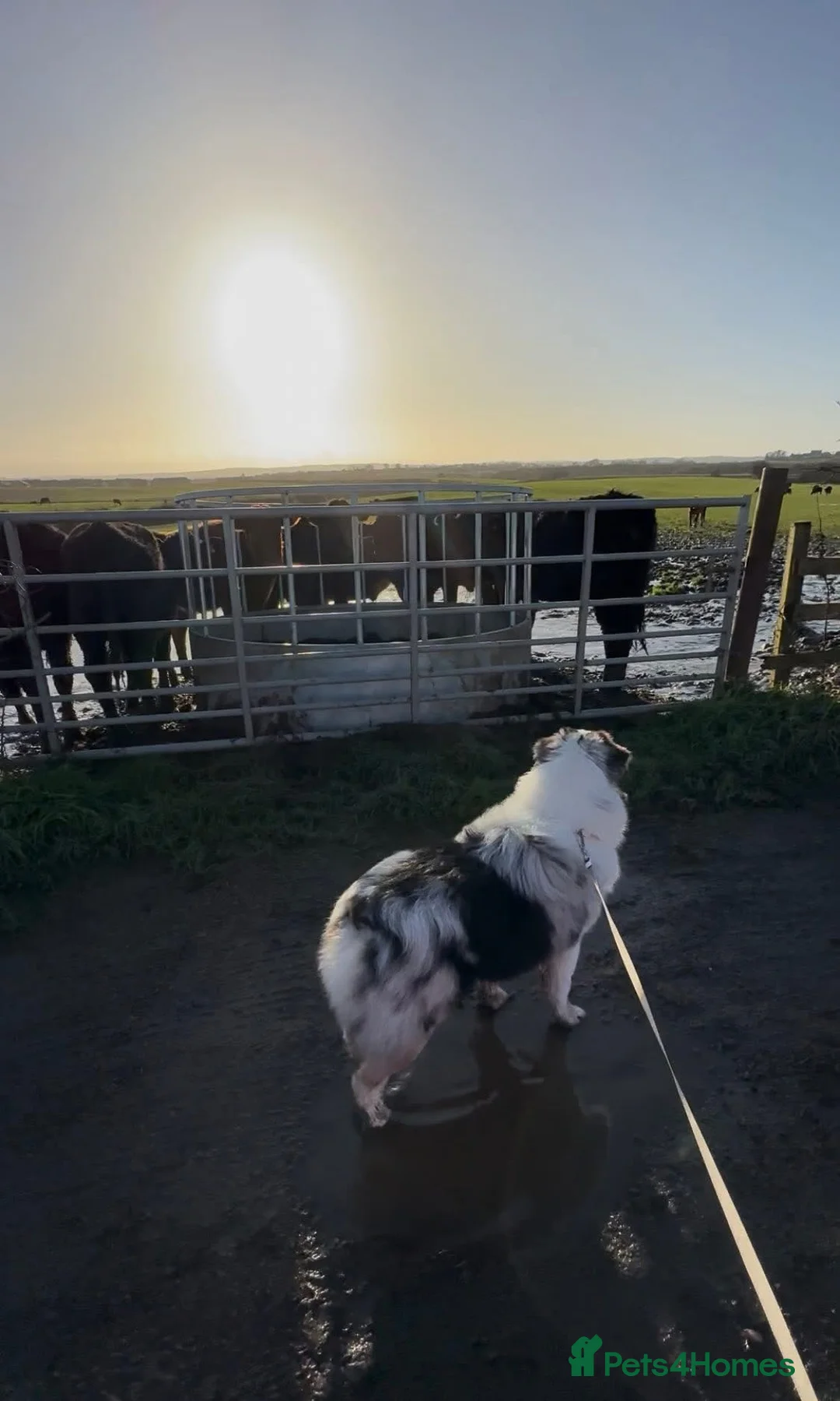 Australian Shepherd dogs for sale: Australian shepherd dog  - Advert 6