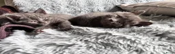 Mixed Breed cats for sale: BRITISH SHORT HAIR  CROSS  CHARTREUX in Derby - Advert 6