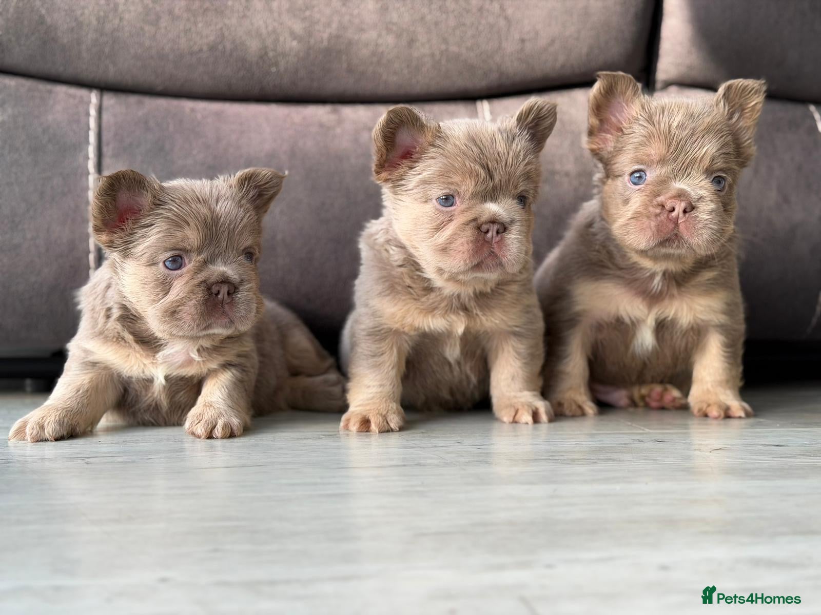 French Bulldog dogs 6 Amazing quality French bulldog pups - Advert 1