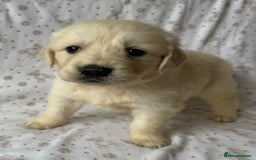 Golden Retriever dogs for sale: Golden Retriever Puppies 🐶🤍 - Image 3