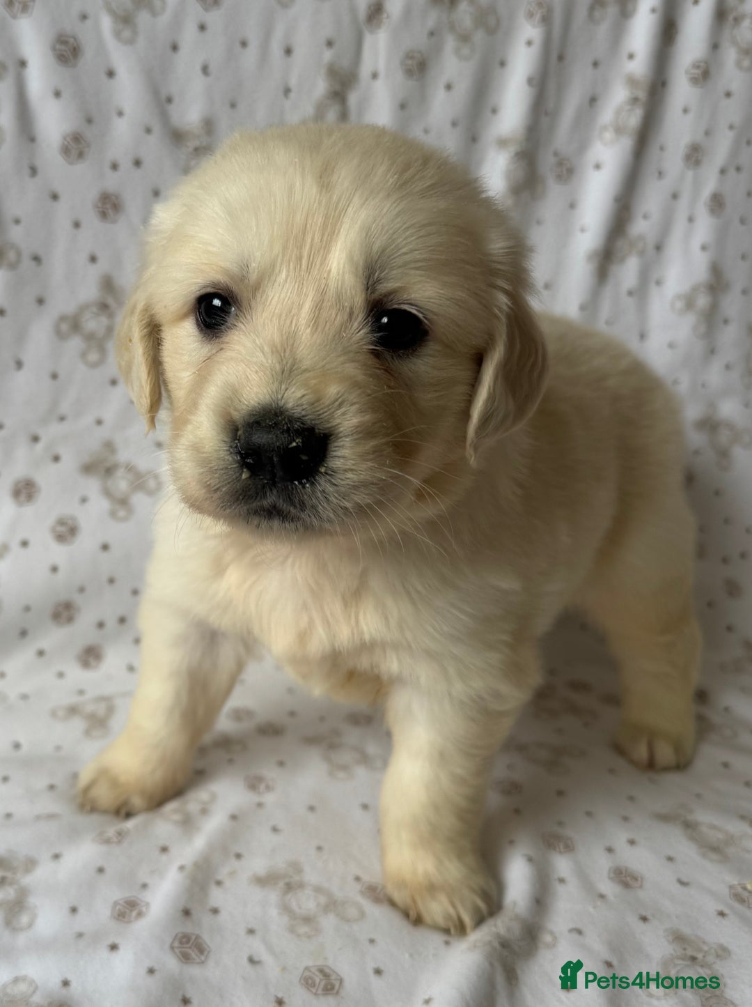 Golden Retriever dogs for sale: Golden Retriever Puppies 🐶🤍 - Image 3