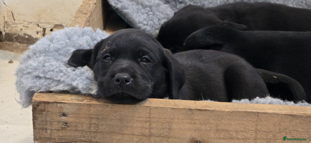 Labrador Retriever dogs for sale: Beautiful working labrador boys  - Image 16