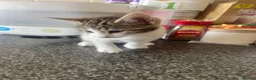 Mixed Breed cats for sale: Cute mixed kittens calico  - Advert 23