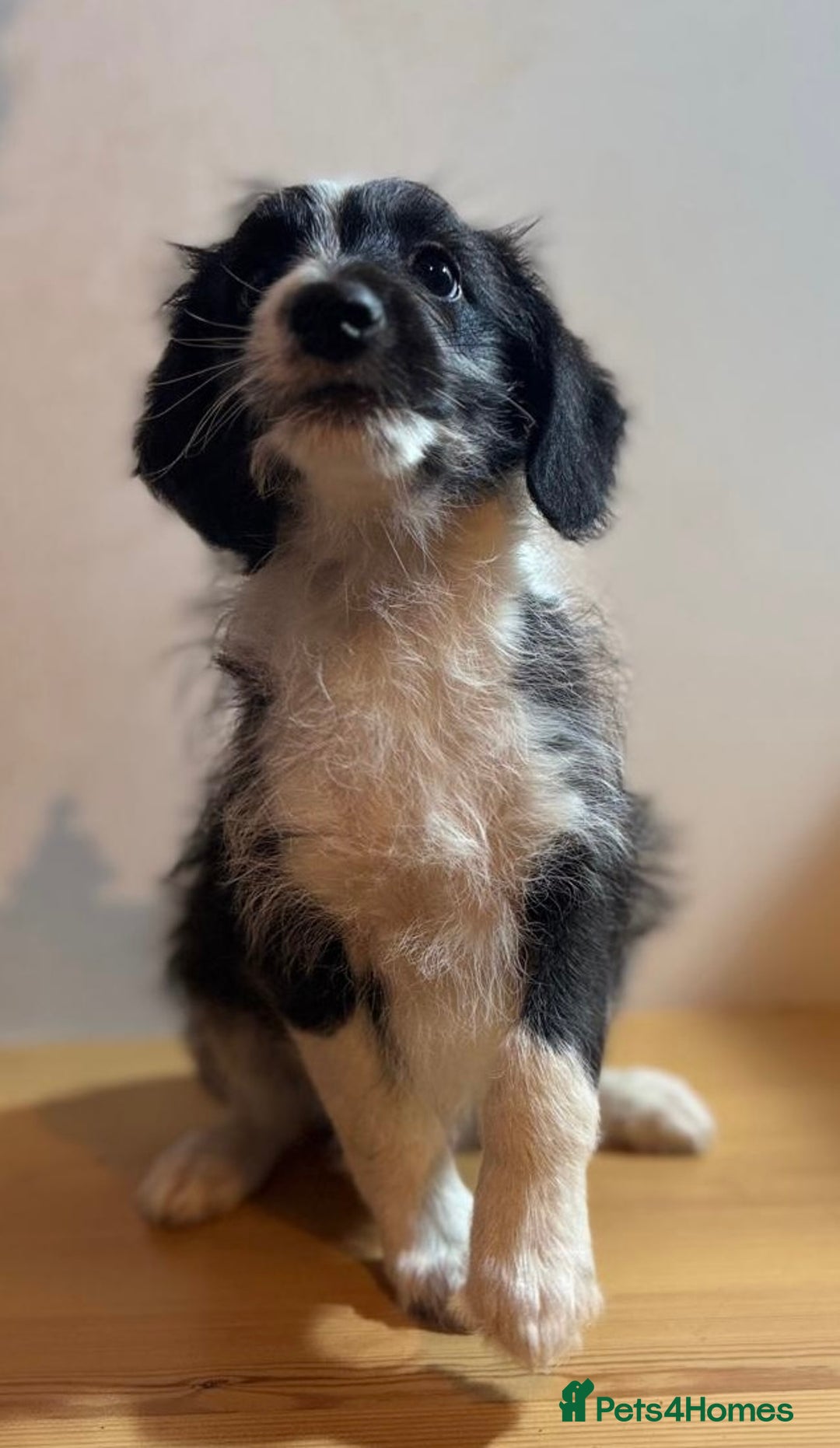 Mixed Breed dogs for sale: Stunning litter of Welsh Collie X Toy Poodle - Advert 1