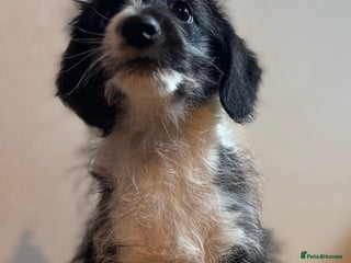 Mixed Breed dogs Stunning litter of Welsh Collie X Toy Poodle - Advert 5