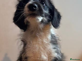 Mixed Breed dogs Stunning litter of Welsh Collie X Toy Poodle - Advert 4