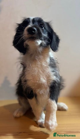 Mixed Breed dogs Stunning litter of Welsh Collie X Toy Poodle - Advert 4