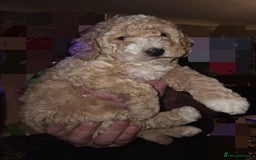 Cockapoo dogs for sale: Champagne and white toy sized male cockapoo  - Image 5