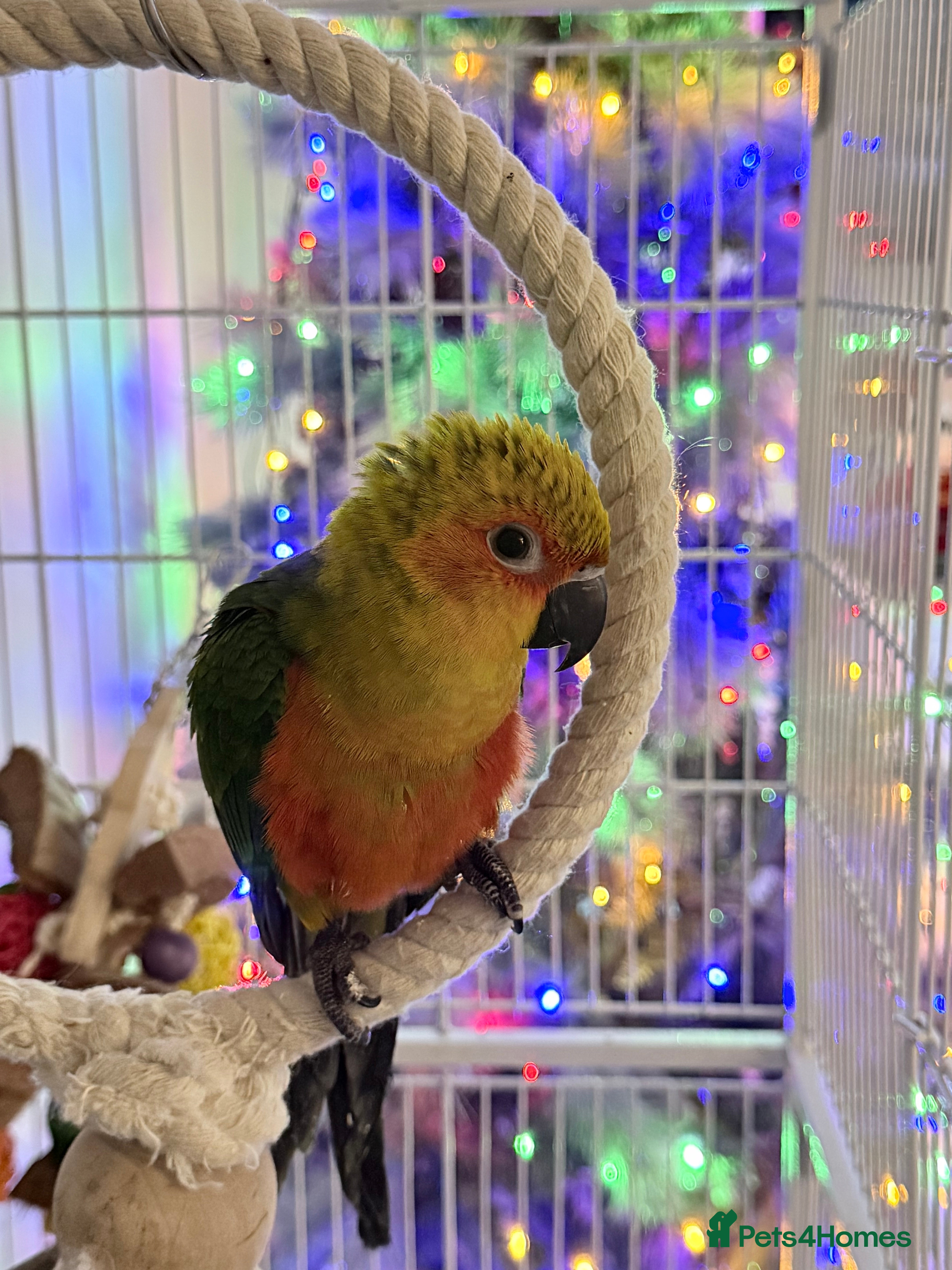 Conures birds Hand reared Jenday conure - Advert 1