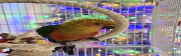 Conures birds for sale: Hand reared Jenday conure - Advert 1